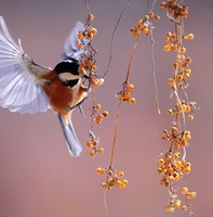nature postcard category